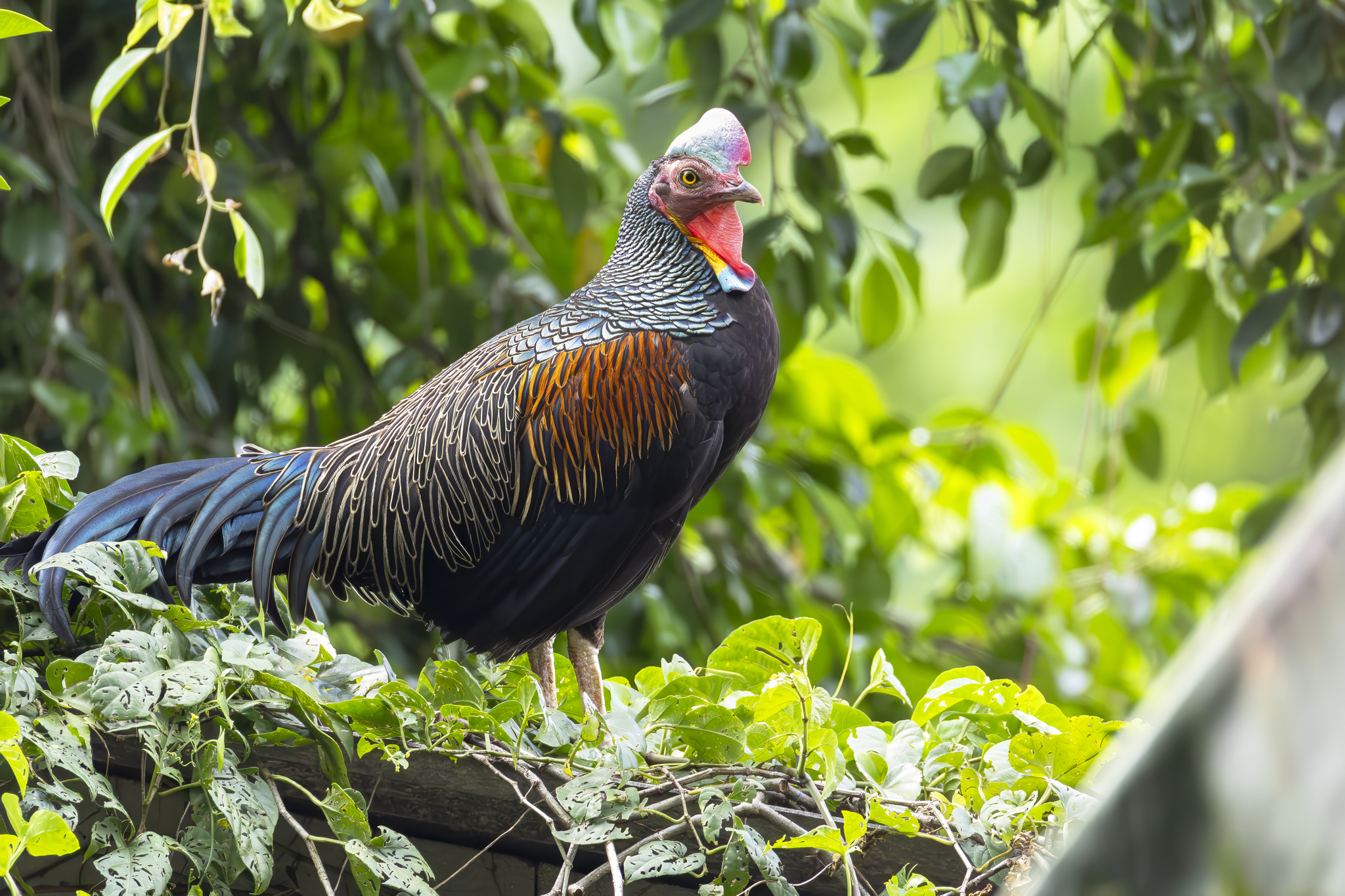 Green Junglefowl illustration