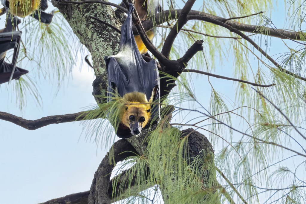 Great Flying Fox