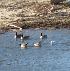 Branta hutchinsii leucopareia