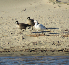 Branta hutchinsii leucopareia