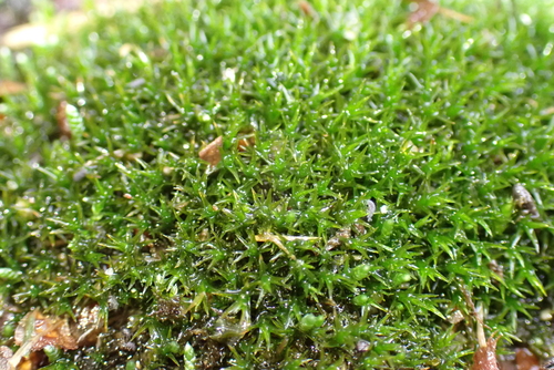 Didymodon rigidulus, 2025-11-08