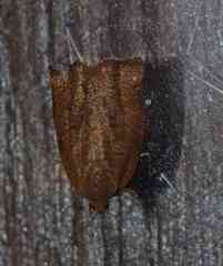 Aphelia alleniana
