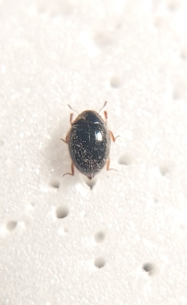 Pill Beetle