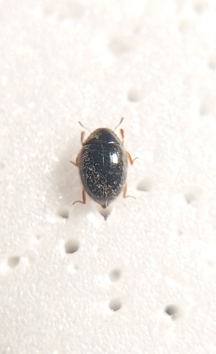 Pill Beetle