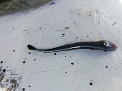 Phtheirichthys lineatus