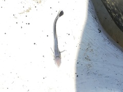 Phtheirichthys lineatus