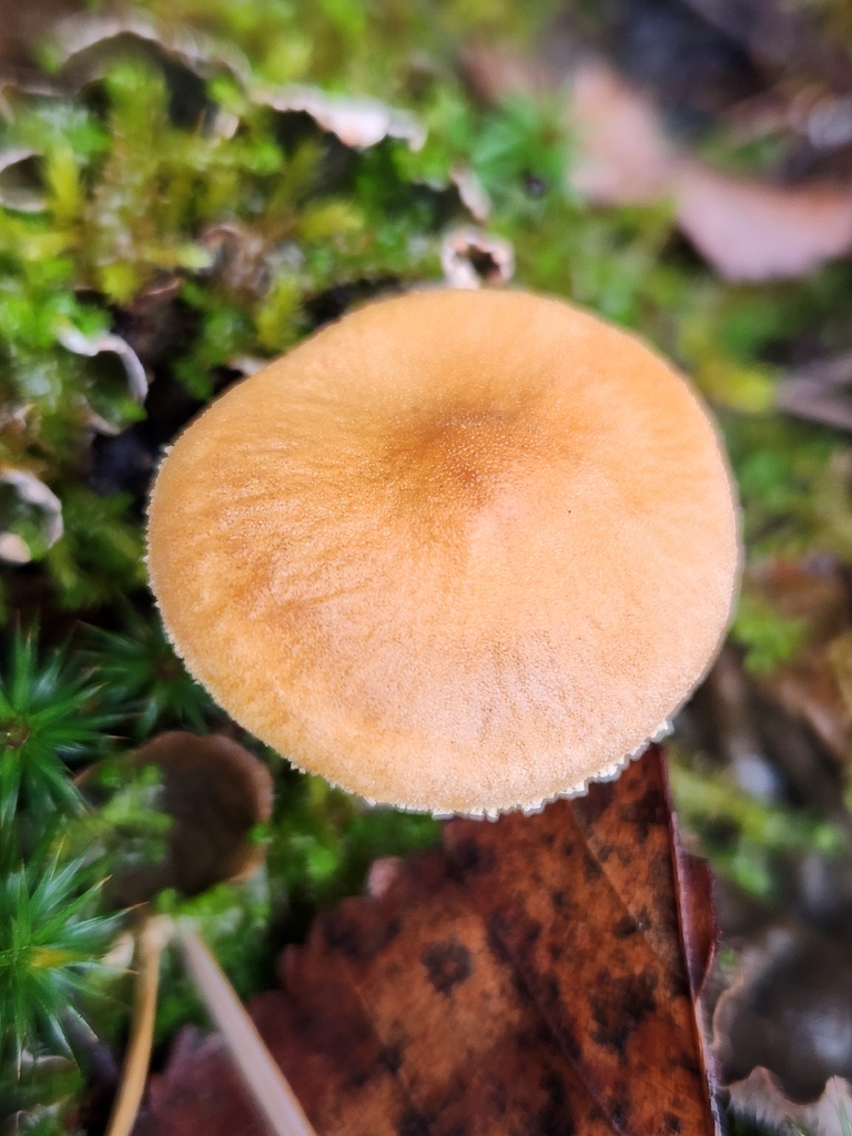 Cystoderma carcharias fallax · November 2025 · photo: © lytiic (iNaturalist, cc-by-nc)