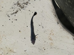 Phtheirichthys lineatus