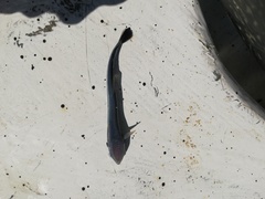 Phtheirichthys lineatus