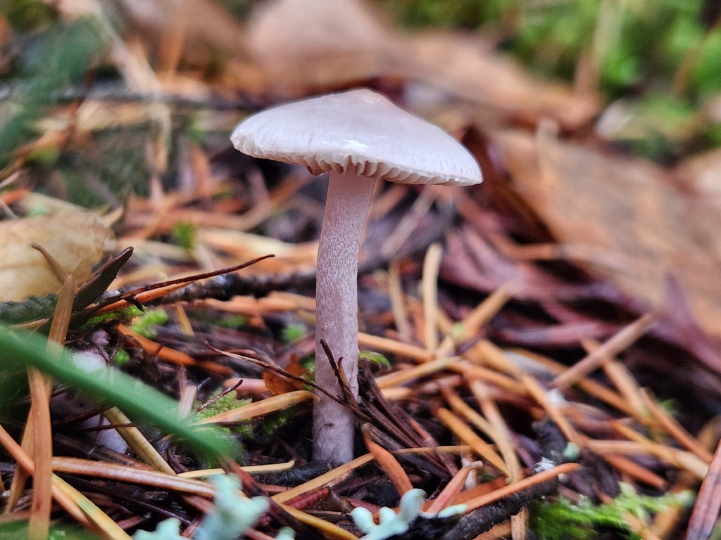 Inocybe sp. 'pallidicremea-PNW03'