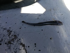 Phtheirichthys lineatus