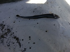 Phtheirichthys lineatus