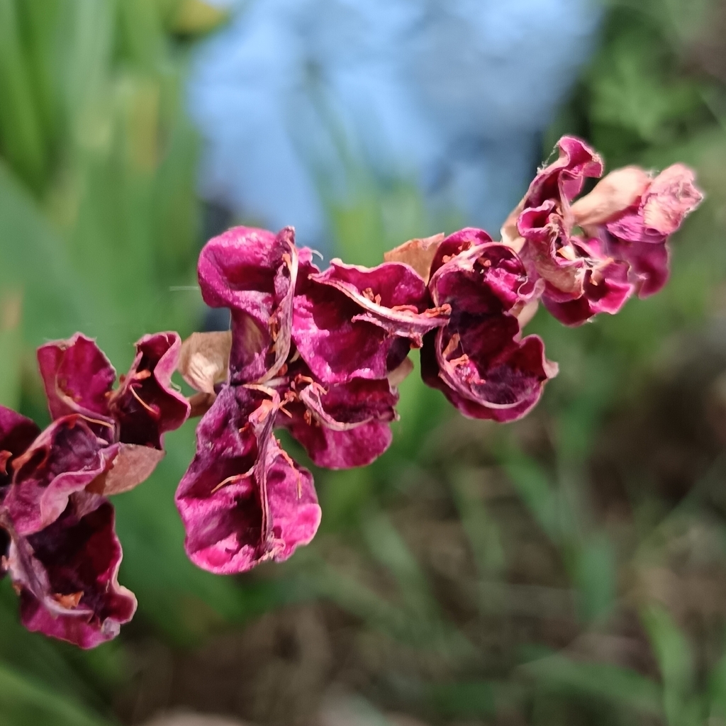 Chasmanthe aethiopica, N2 Houw Hoek, 7180, South Africa, by fynbotany