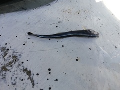 Phtheirichthys lineatus