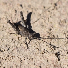 Mohavacris timberlakei