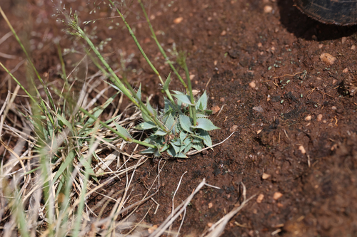 Disc Dropseed (Sporobolus discosporus)