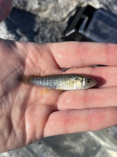Fundulus heteroclitus heteroclitus