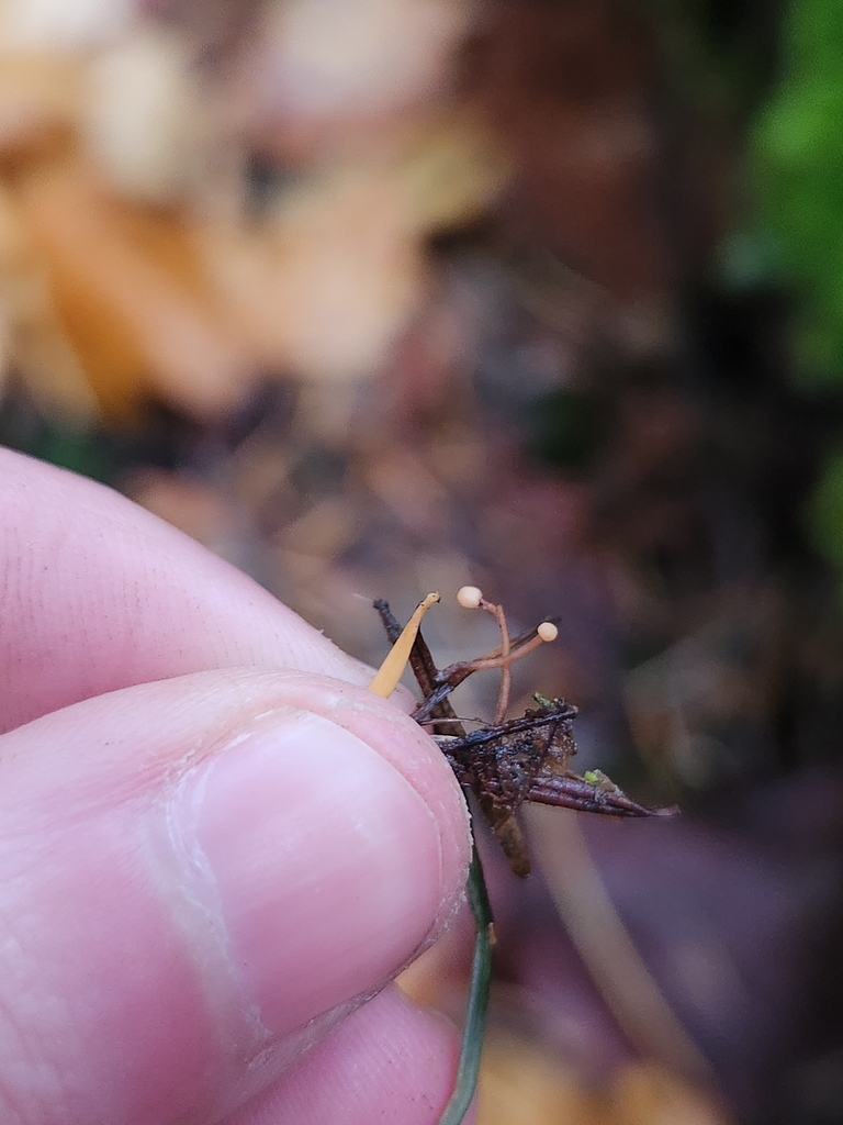 Heyderia sp. 'BC01'