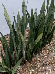 Sansevieria trifasciata