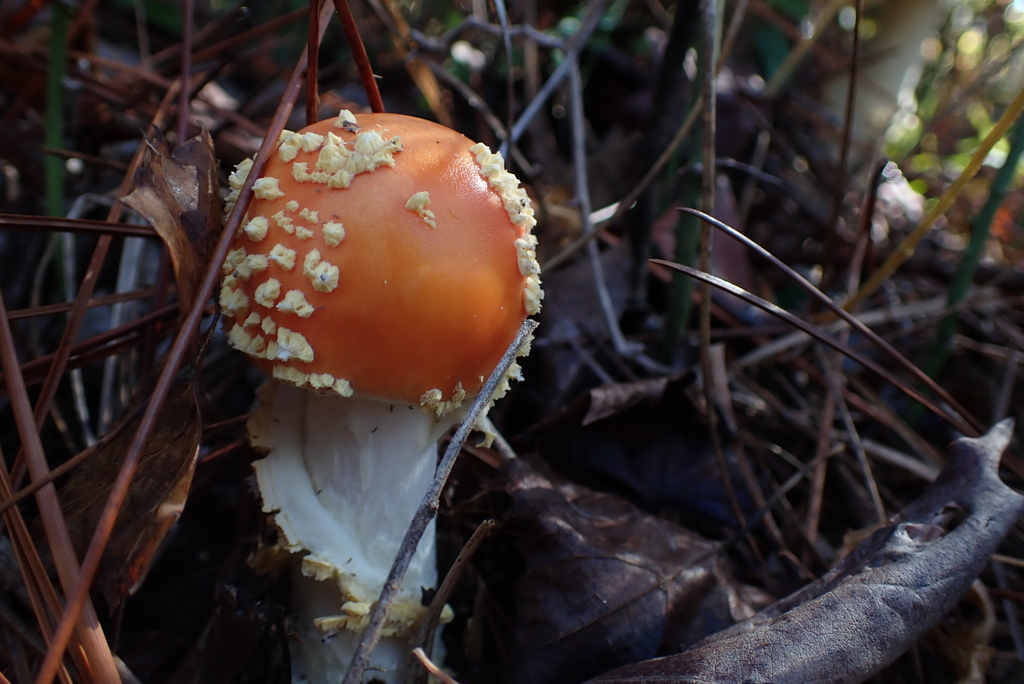 Amanita persicina · November 2025 · photo: © stevestevens (iNaturalist, cc0)