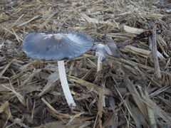 Coprinopsis cinerea