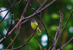 Phyllomyias griseiceps