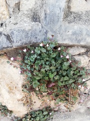 Cymbalaria muralis