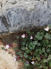 Cymbalaria muralis