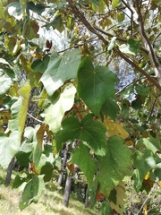 Chiranthodendron pentadactylon