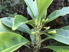 Scaevola glabra