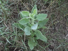 Pseudoconyza viscosa