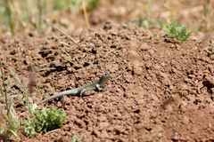 Liolaemus nigroviridis