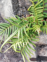 Pteris vittata