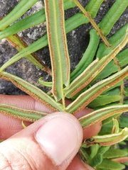 Pteris vittata