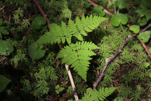 Pacific oak fern (Gymnocarpium disjunctum)