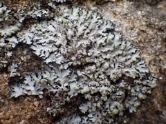 Phaeophyscia hispidula