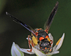 Parancistrocerus histrio