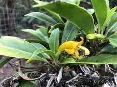 Scaevola glabra