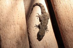 Tarentola angustimentalis