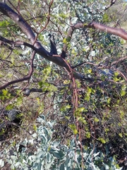 Bursera laxiflora