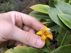 Scaevola glabra
