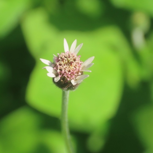 Hierba del toro (Tridax procumbens)