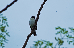 Sporophila telasco