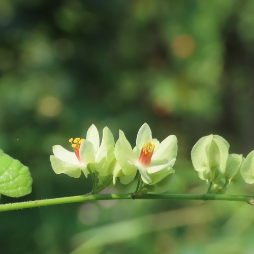 Antigonon flavescens (Antigonon flavescens)