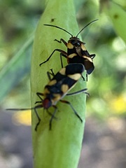 Oncopeltus cingulifer