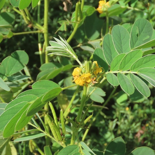 Oneleaf Senna (Senna uniflora)