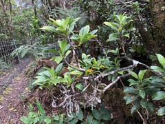 Scaevola glabra