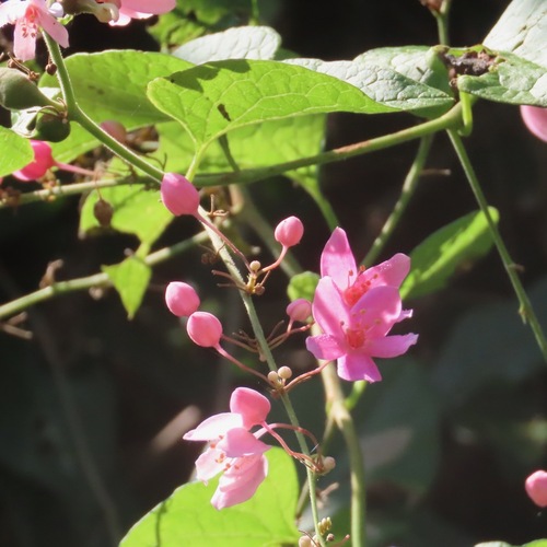 San Miguelito (Antigonon leptopus)