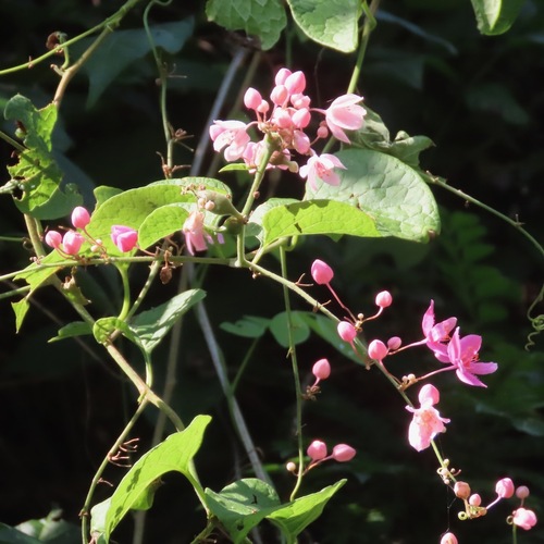 San Miguelito (Antigonon leptopus)