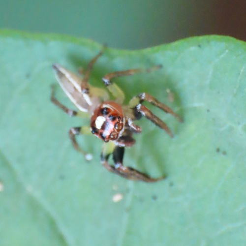 Sylvan Jumping Spider (Colonus sylvanus)